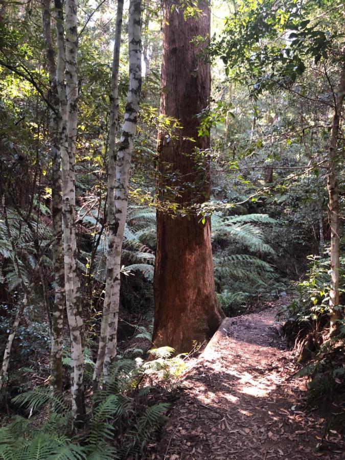 Twin Falls Bush 3* Fitzroy Falls